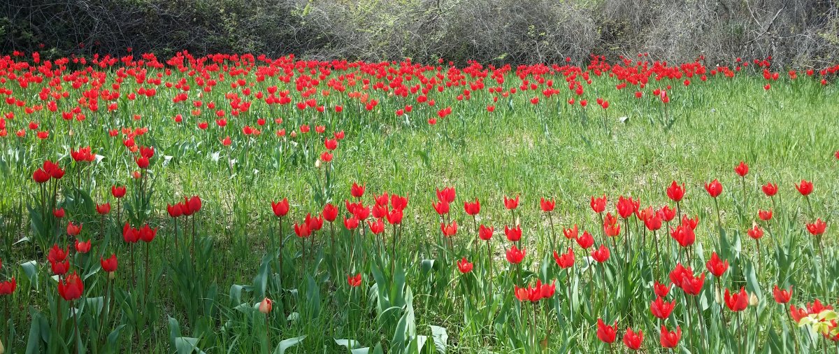 Ultime orchidee per quest''anno - Dalla Grecia con passione